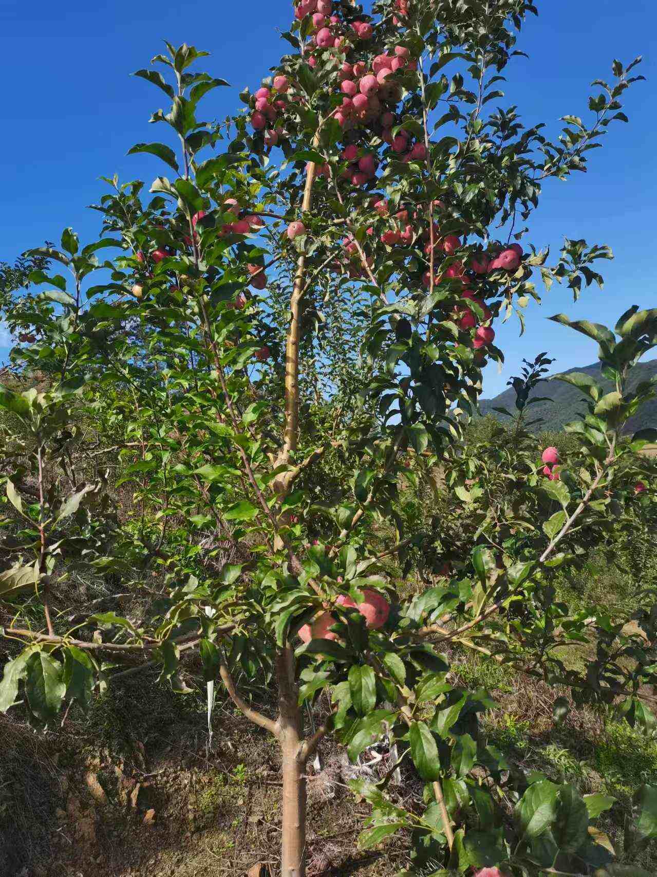 小苹果岑溪版小苹果西游记版-第2张图片-太平洋在线下载